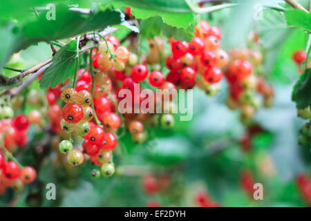 Rote Johannisbeere Beeren auf eine Busch-Nahaufnahme Stockfoto