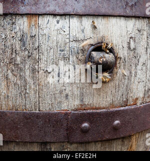 Ein Bienenvolk hat in einem Holzbier genistet Zylinder Stockfoto