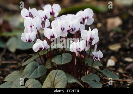 Wetter Januar Blumen der robuste Knolle, Cyclamen Coum 'Album' gesichtet Stockfoto