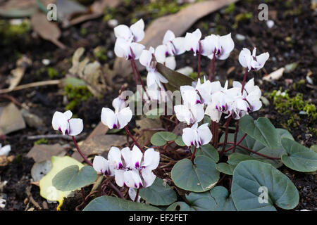 Wetter Januar Blumen der robuste Knolle, Cyclamen Coum 'Album' gesichtet Stockfoto