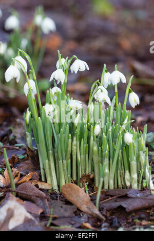 Aufstrebende Triebe und Blüten der doppelten Schneeglöckchen, Galanthus Nivalis 'Flore Pleno' Stockfoto