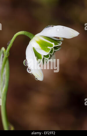 Seite auf Ansicht einer einzelnen Blume des doppelten Schneeglöckchen, Galanthus Nivalis 'Flore Pleno' Stockfoto