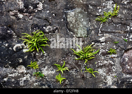 Einige Farne Pflanzen wachsen auf einer Steinmauer. Stockfoto