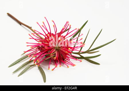 Grevillea, Spinne Blume, seidige Eiche Zahnbürste Pflanze Grevillea Banksii auf weißem Hintergrund Stockfoto