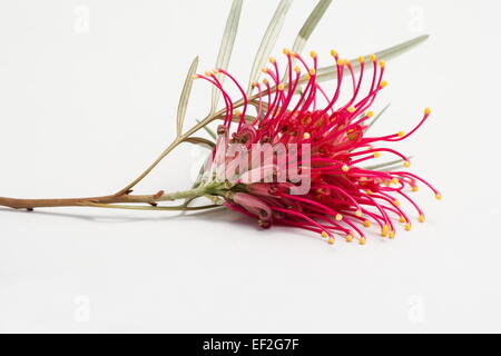 Grevillea, Spinne Blume, seidige Eiche Zahnbürste Pflanze Grevillea Banksii auf weißem Hintergrund Stockfoto