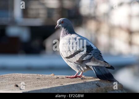 Felsentaube auch bekannt als eine Taube sitzt auf einem Geländer an der Marina, Percival Landung, in der Innenstadt von Olympia, WA. Stockfoto