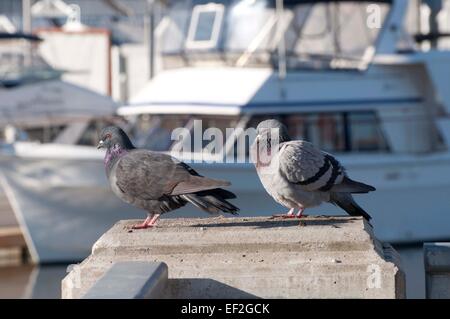 Rock Tauben auch bekannt als einen Tauben sitzt auf einem Geländer an der Marina, Percival Landung, in der Innenstadt von Olympia, WA. Stockfoto