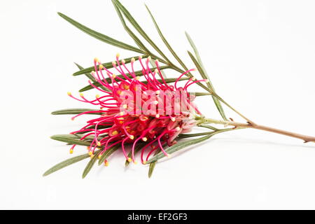 Grevillea, Spinne Blume, seidige Eiche Zahnbürste Pflanze Grevillea Banksii auf weißem Hintergrund Stockfoto