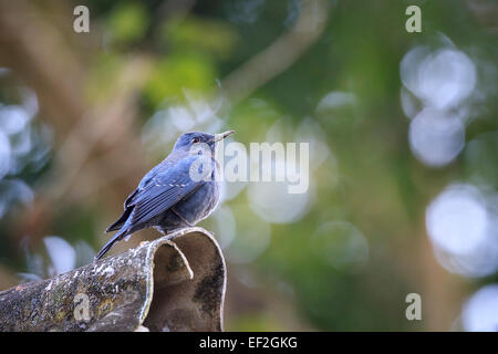 Blauen Rock-Soor (Monticola Solitarius) unterstand Dach gehockt. DOI Pha Hom Pok Nationalpark. Provinz Chiang Mai. Thailand. Stockfoto