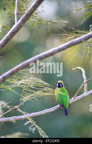 Orange-bellied Leafbird (Chloropsis Hardwickii) männlichen thront auf Zweig. DOI lang Doi Pha Hom Pok Nationalpark. Thailand. Stockfoto