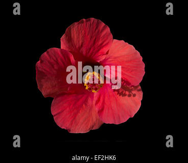 Roter Hibiskus Blume Vorderansicht mit Stempel Gießen Schatten bei 04:00, isoliert auf schwarz. Stockfoto