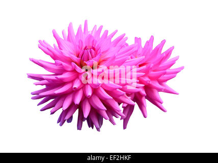 Bubble Gum pink Dahlien isoliert auf weiss. Stockfoto