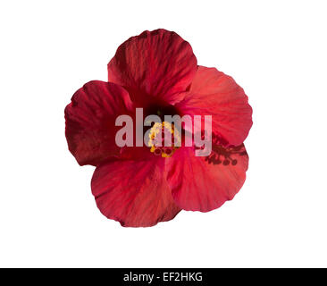 Roter Hibiskus Blume Vorderansicht mit Stempel Gießen Schatten bei 04:00, isoliert auf weiss. Stockfoto