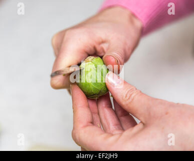 Hände halten und schneiden eine rohe Rosenkohl (Brassica Oleracea) mit einem Küchenmesser Stockfoto