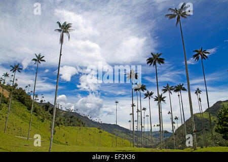 Wachs-Palmen - Palmen das höchste der Welt - in Kolumbiens Cocora-Tal Stockfoto