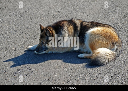 Alsation oder deutscher Shepard-Kreuzzuchthund, der sich auf einer asphaltierten Straße in Irland entspannt Stockfoto