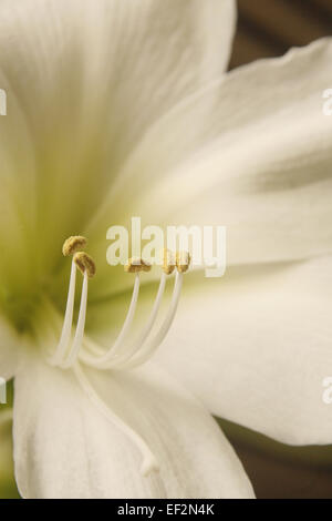 Nahaufnahme der Blüte weiße Amaryllis Hippeastrum Stockfoto