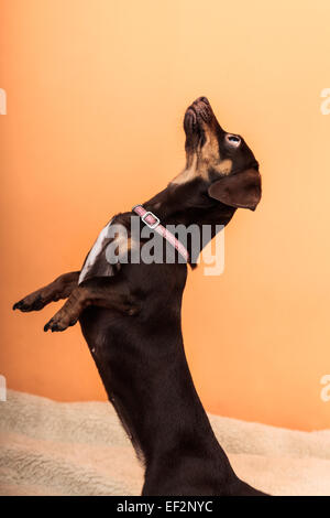 Tiere zu Hause. Dackel-Chihuahua und Shih-Tzu gemischt Hund springen stehen auf Hinterbeinen auf Bett indoor Stockfoto