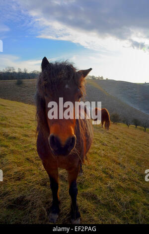 Wilden Dartmoor Ponys auf Barton Hills National Nature Reserve, Bedfordshire, Großbritannien Stockfoto