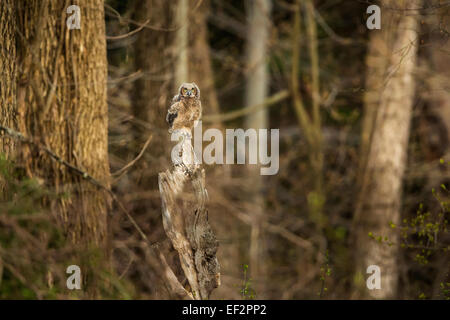 Große gehörnte Eule - Bubo Virginianus - jungen am ersten Tag aus dem Nest / thront auf einem alten, gebrochenen Baum Stockfoto