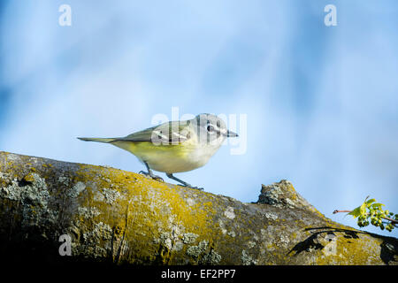 Erwachsenen unter der Leitung von blau Vireo - Vireo Solitarius - Seitenansicht / Profil Stockfoto