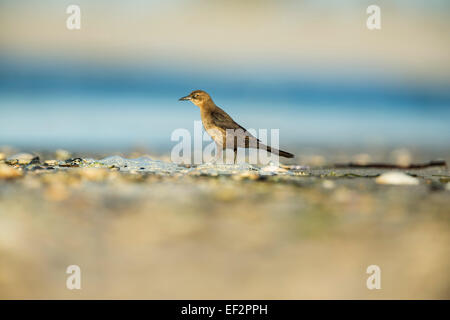 Weibliche Boot-angebundene Grackle - Quiscalus großen - stehend auf den Strand, New Jersey, USA Stockfoto