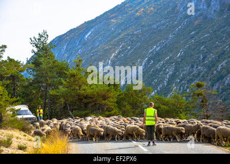 Schafe auf der Straße bei Sigale in Frankreich Stockfoto