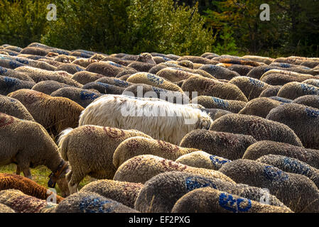 Schafe auf der Straße bei Sigale in Frankreich Stockfoto