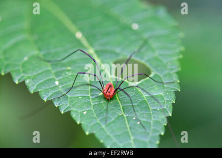 Harvestman (Leiobunum SP.) auf Blatt. Stockfoto