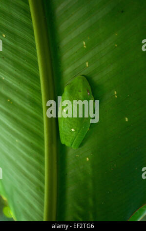 Weibliche Laubfrosch schlafen auf der Unterseite eines Blattes Stockfoto