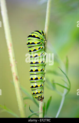 Schwarzen Schwalbenschwanz (Papilio Polyxenes) Raupe auf Futterpflanze. Stockfoto