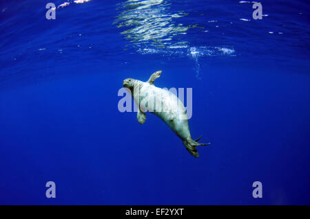 Hawaiian monk seal, Neomonachus schauinslandi, Niihau, Hawaii, USA Stockfoto