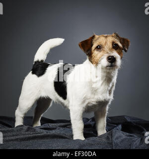 Niedliche adult Jack Russell Terrier, vier Jahre alt weiblich - Studio gedreht und grauer Hintergrund Stockfoto