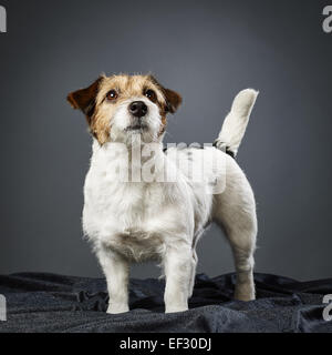 Niedliche adult Jack Russell Terrier, vier Jahre alt weiblich - Studio gedreht und grauer Hintergrund Stockfoto