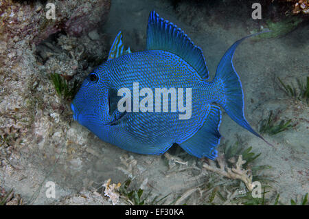 Blauer Drückerfisch, Pseudobalistes Fuscus, Eilat, Rotes Meer, Israel Stockfoto