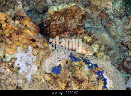 Eidechsenfisch auf Coral reef, Synodus SP., Eilat, Rotes Meer, Israel Stockfoto
