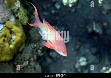 Männliche Scalefin oder Lyretail Anthias, Pseudanthias Squamipinnis und Korallenriff, Eilat, Israel, Rotes Meer Stockfoto