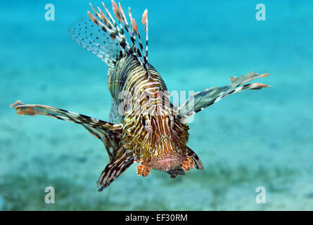 Turkeyfish oder Rotfeuerfisch Pterois Volitans, Eilat, Rotes Meer, Israel