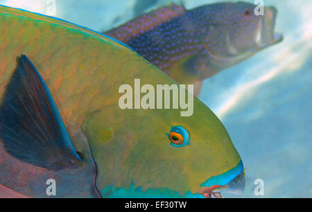 Rotes Meer Steephead Papageienfisch, Chlorurus Gibbus und gelb umrandeten Lyretail Zackenbarsch, Variola Louti Schwimmen im Hintergrund, Eilat, Stockfoto