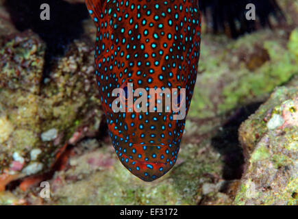 Korallen Zackenbarsch Cephalopholis Miniata, Eilat, Rotes Meer, Israel Stockfoto