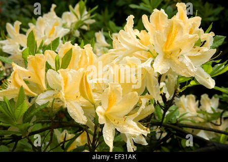 Blühende gelbe Rhododendron (Rhododendron Molle), Sachsen, Deutschland Stockfoto