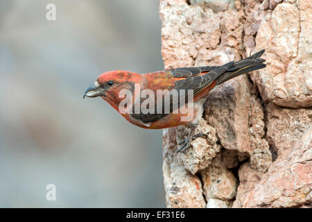 Rot Fichtenkreuzschnabel (Loxia Curvirostra), Fink, Männlich, Fütterung auf Mineralien, Spanien Stockfoto