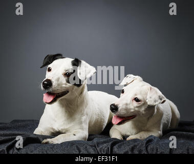 Süße Jack Russell Terrier, Erwachsene weibliche und männliche Welpen zusammen - Studio gedreht und grauer Hintergrund Stockfoto