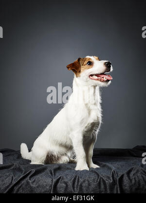 Niedlichen Welpen Jack Russell Terrier, acht Monate alte männlich - Studio gedreht und grauer Hintergrund Stockfoto