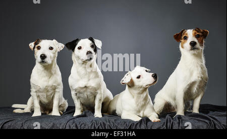 Jack Russell Terrier Familienporträt, Erwachsene männliche und weibliche und zwei männliche Welpen - Studio gedreht und grauer Hintergrund Stockfoto