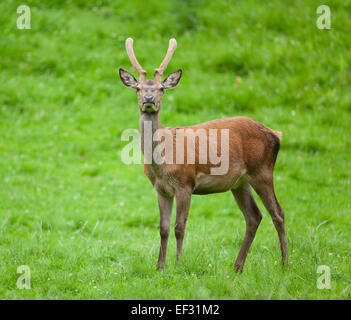 Rothirsch (Cervus Elaphus), junger Hirsch mit samt Geweih, Gefangenschaft, Bayern, Deutschland Stockfoto