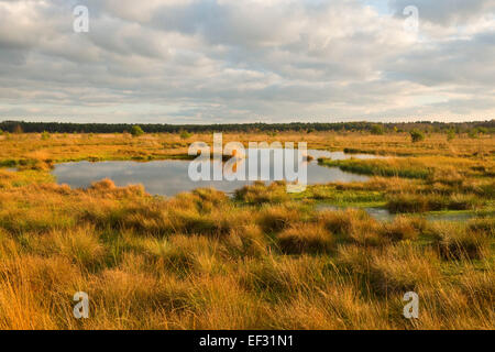 Moor im Abendlicht im Herbst, Naturschutzgebiet Schweimker Moor, Niedersachsen, Deutschland Stockfoto