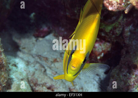 Blau-cheeked Butterflyfish, Chaetodontidae Semilarvatus, Eilat, Rotes Meer, Israel Stockfoto