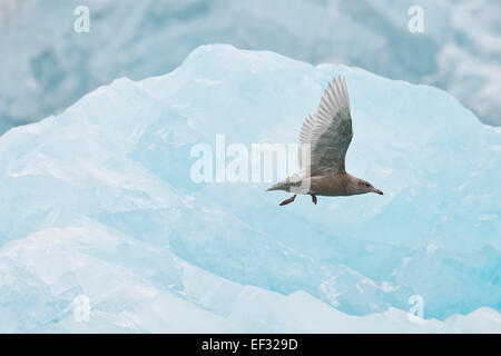 Glaucous Gull (Larus Hyperboreus), junge, Spitzbergen, Svalbard und Jan Mayen, Norwegen Stockfoto