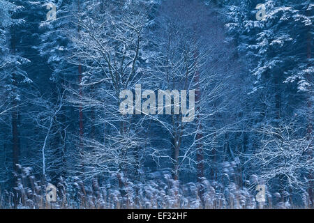 Winter-Morgen-Wald im Schnee, Drenthe, Niederlande Stockfoto